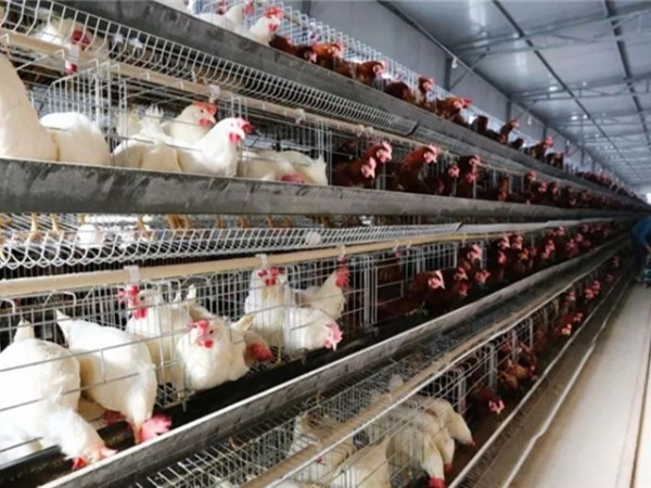 �����������½���ô�죿