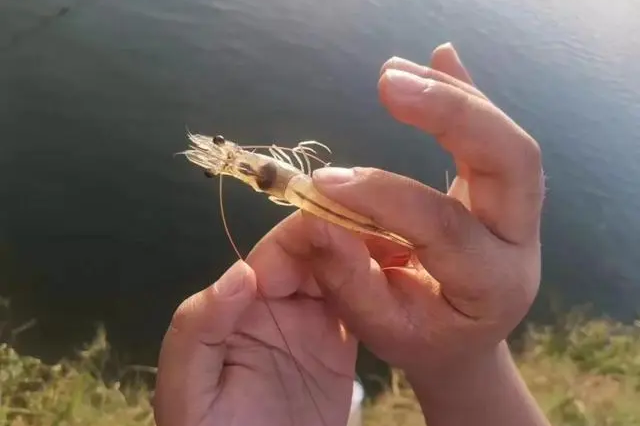 ��Ϻ���ڲ����ص�