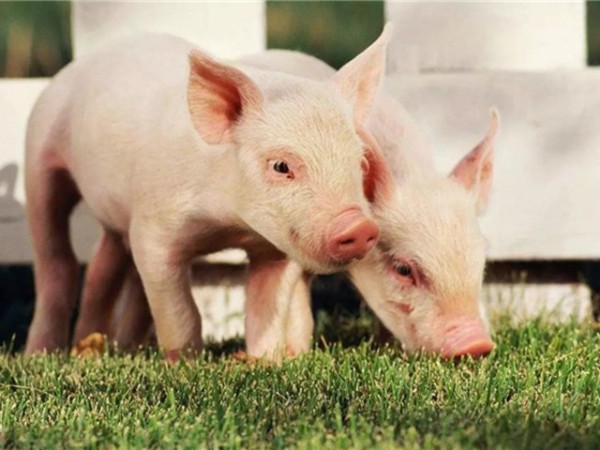 �ڷ������л������������߸����գ�