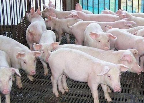 �������Ӽ�����ֳҵ�е�����