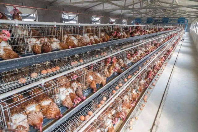 Ԥ��������Ӧ��