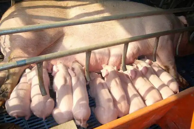 ĸ����������