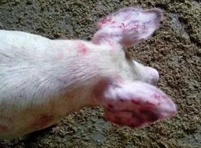 ��ҧβ��ԭ��