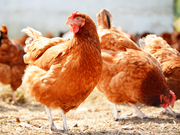 ΢��Ԫ�����ϵ���һ�������ϵ�˫�ر�������ֳ��˫����ֵЧӦ