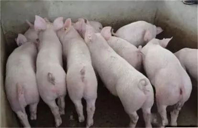 ������ˮϵͳ�Ż�����