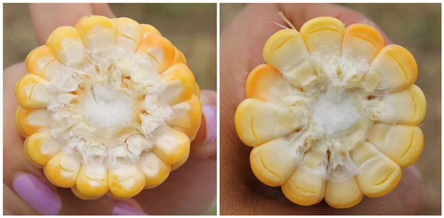 �������Ӽ�