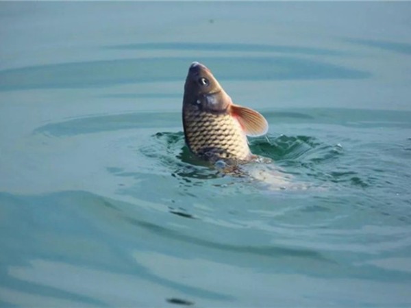 �������Ӽ�