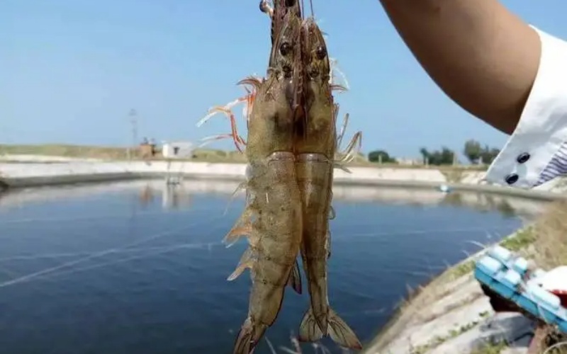 ��ֳ�����׶�Ϻ����Ҫ��