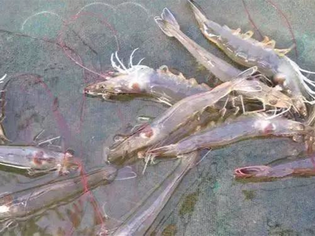 ��ϺӦ��Σ��