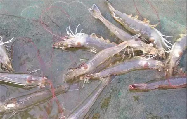 ��ϺӦ������