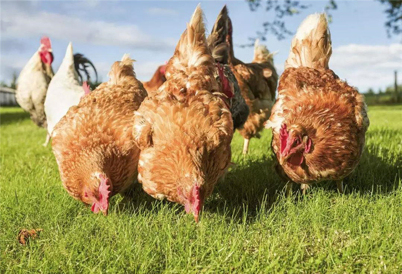 �������Ӽ�