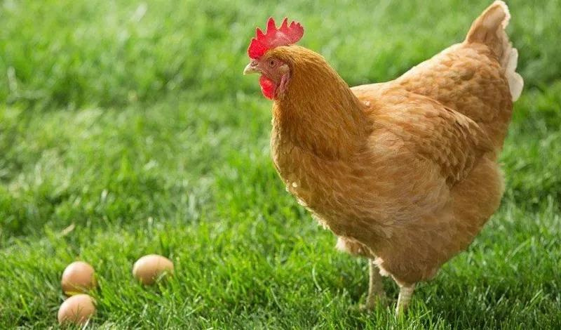 �������Ӽ�