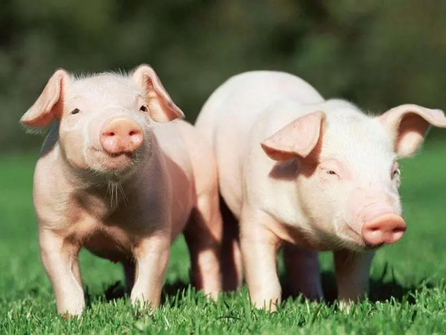 ʲô���������Ӽ����������Ӽ���ʲô��;