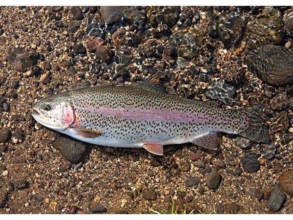 ����������������������õ�п������ͭԴ