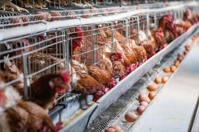 ������ֳϸ��