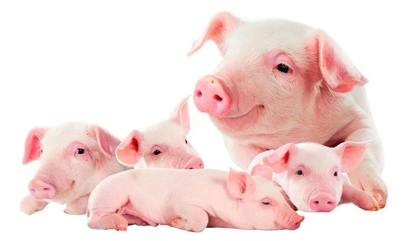 ������Ч����ô����