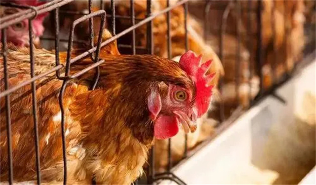 ������Ӧ��������