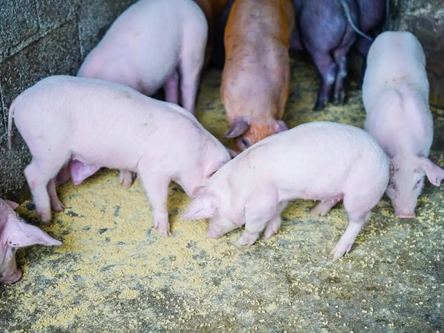 �����׶���������