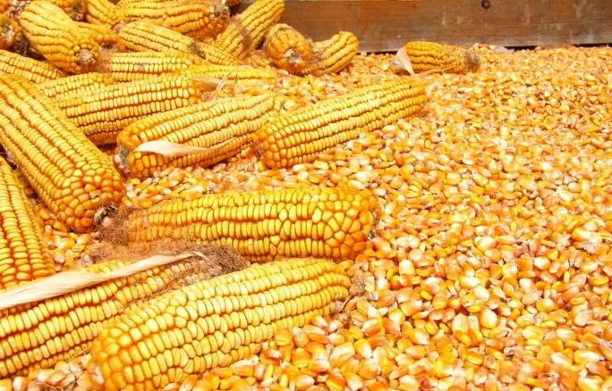 �����׶���������