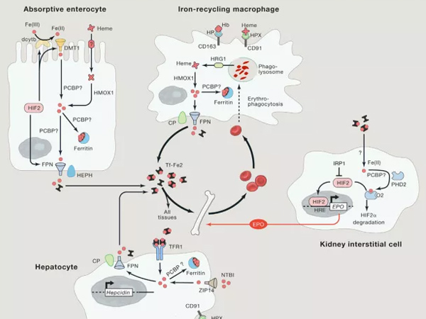 ΢��Ԫ�����Ӽ����ϣ����������ѡ�����Ƽ��ͷ���
