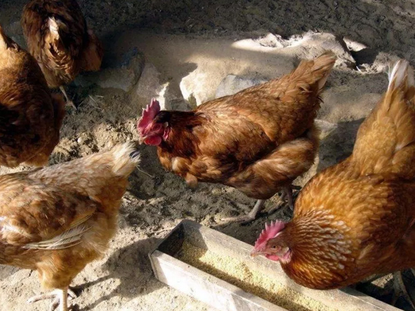 �����������½���ô�������ŵ����������Ӽ�������������