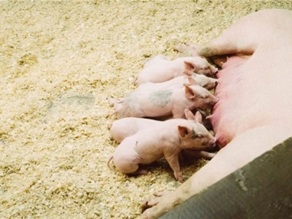 �������Ӽ�