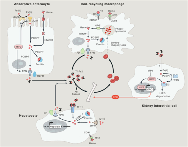 �������Ӽ�