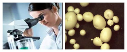 ���������Ӽ�