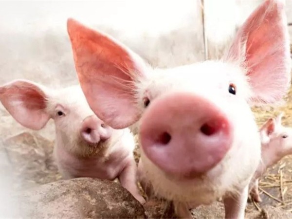 ��������п��α��������