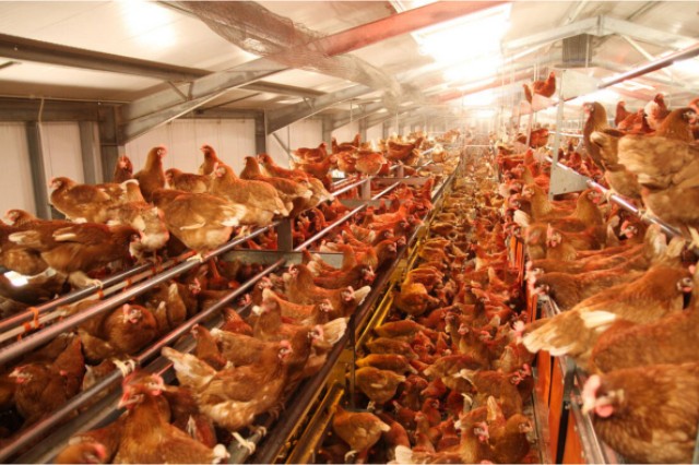 ������Ӧ��������������