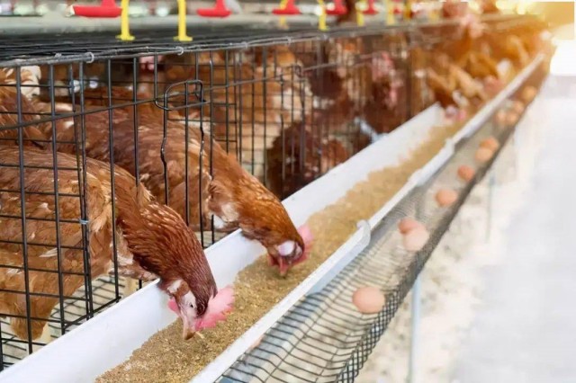 ������Ӧ����Σ��������