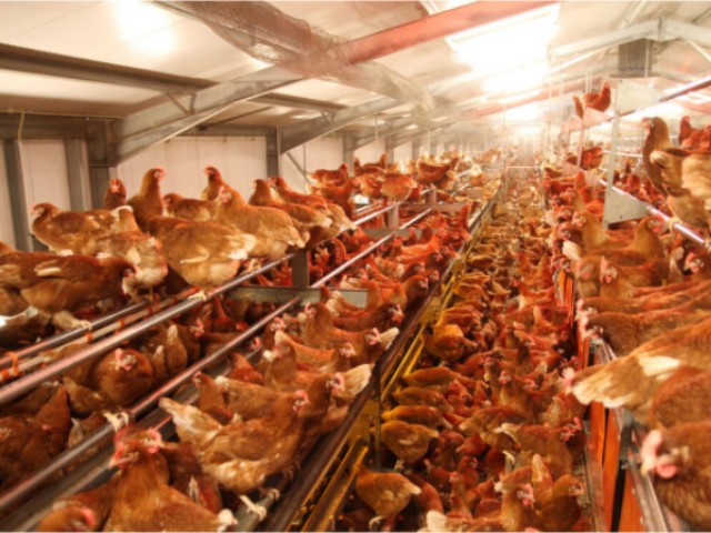 ������Ӧ��������������