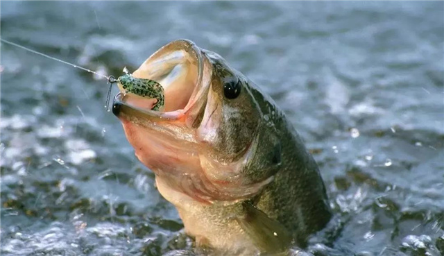 �������Ӽ�