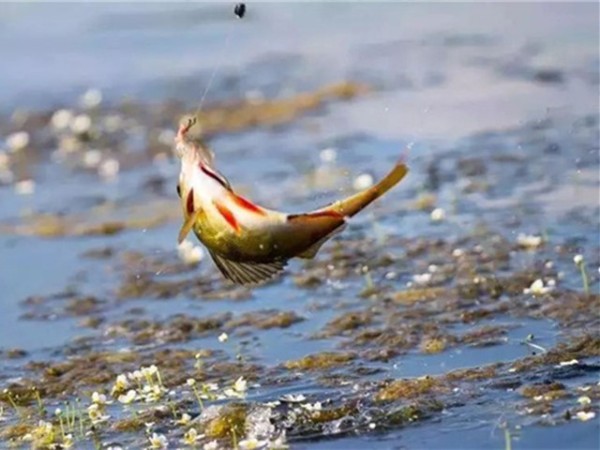 �������Ӽ�