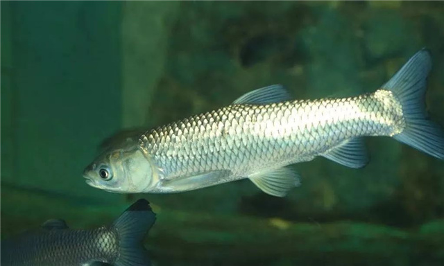 �������Ӽ�