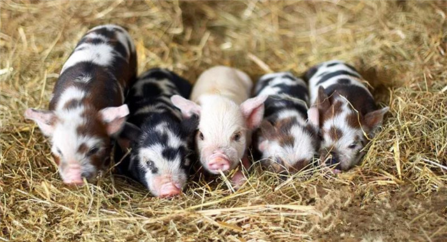 �������Ӽ�