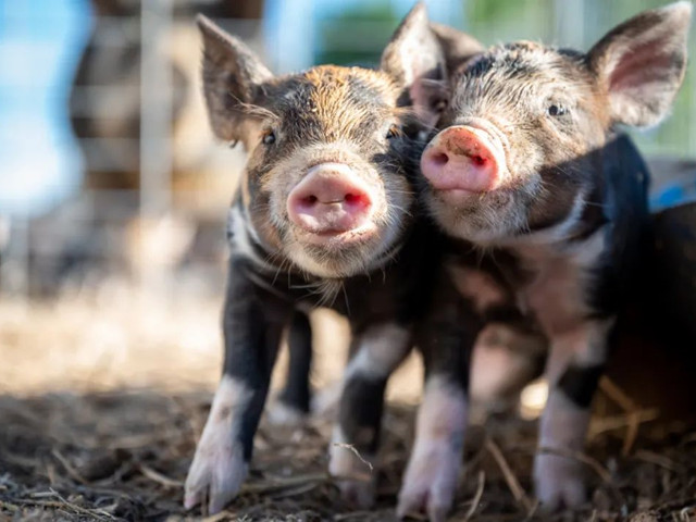 �������������������н�����������Ҫ�μ��⼸������Ҫ�㣡