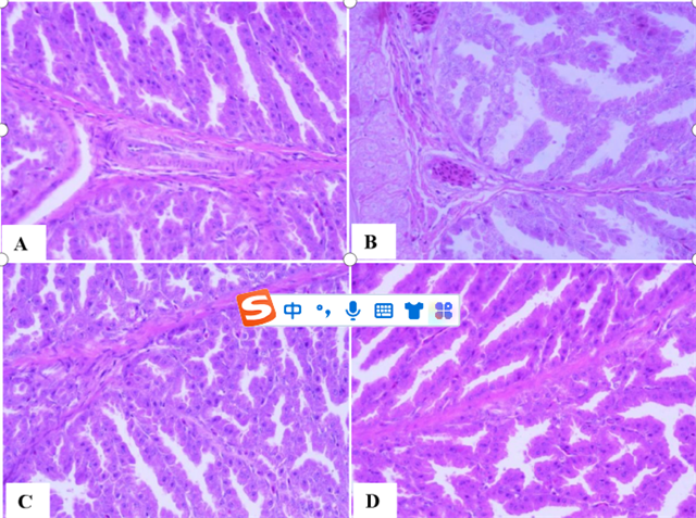 ù�����ضԳ�����θ��֯�������˹۲�