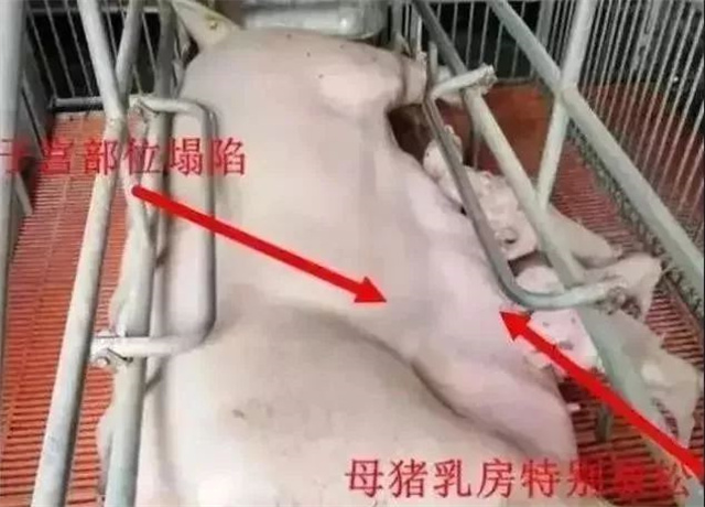 �ж�ĸ���Ƿ�����2����������