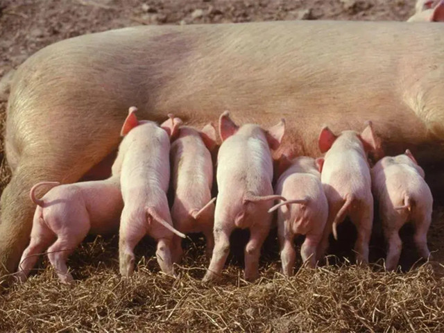 �����ٲ�Ѫ������������ĸ������Ѫ�������Ч����