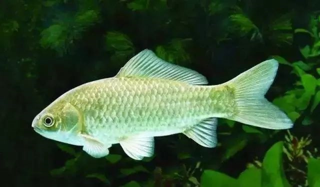 �������Ӽ�