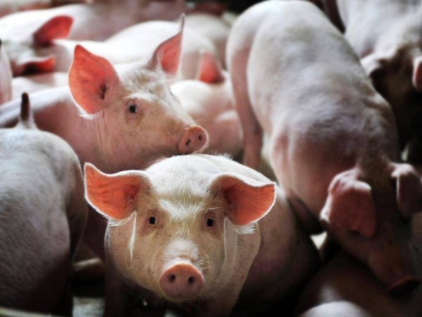 �������Ǽ�ɲ��δ�����л�����ͷ����