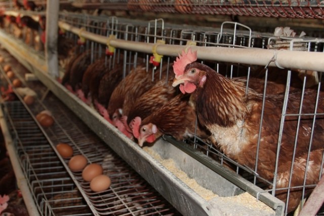 ������Ӧ��Ԥ����ʩ