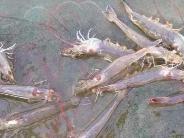 ��ϺӦ����ԭ��